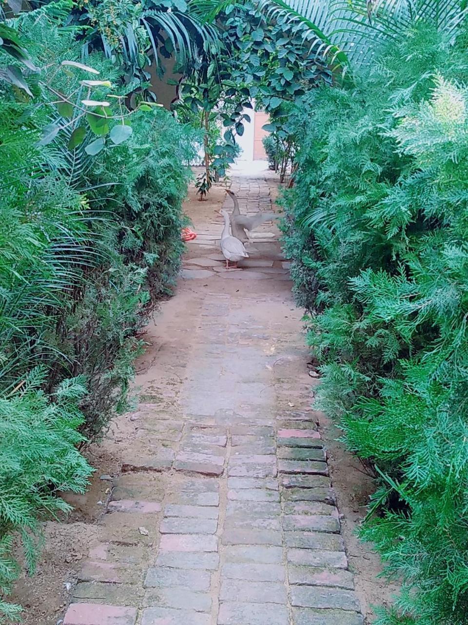 Radhika Palace Hotel Pushkar Exterior photo